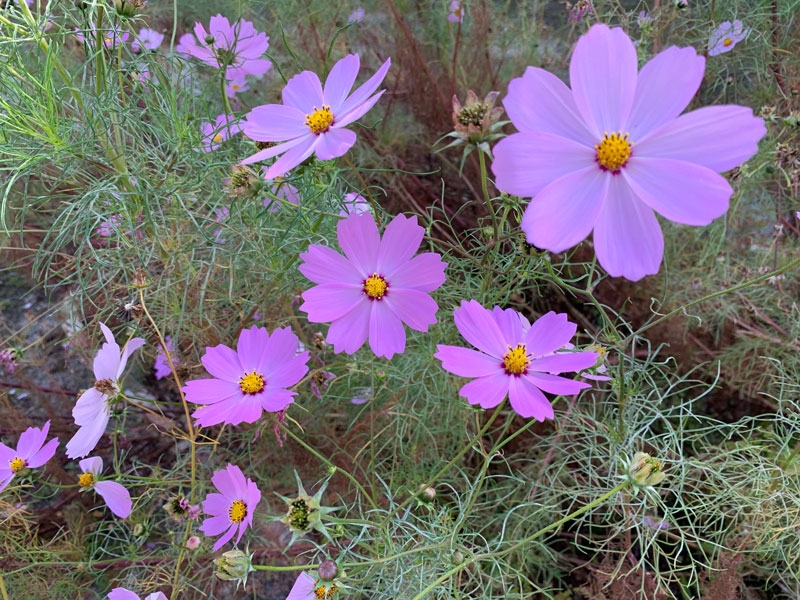 秋桜