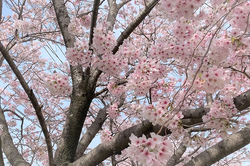 桜、満開