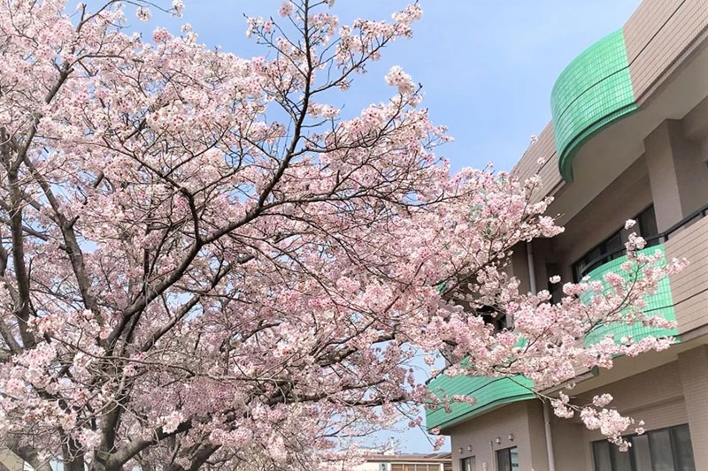 桜、満開