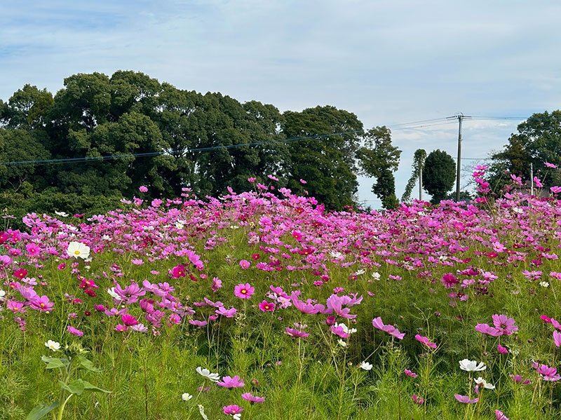 秋桜